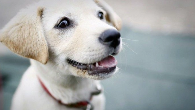 傷口處理狂犬病 傷口處理狂犬病
