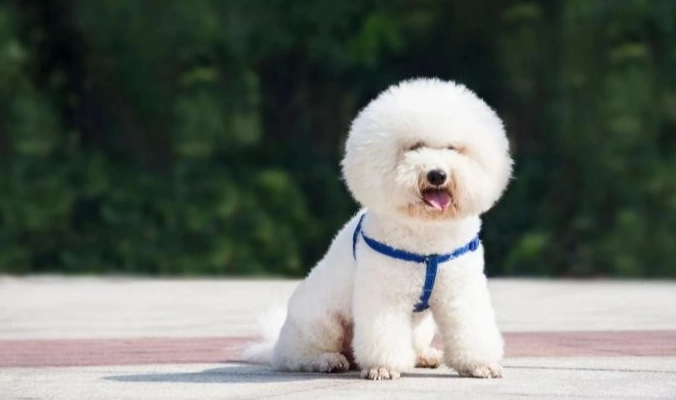 犬類智商排行榜 犬類智商排行榜