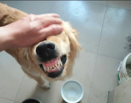 狗飼料罐頭混合比例 狗飼料罐頭混合比例