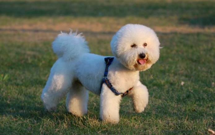 犬類智商排行榜 犬類智商排行榜