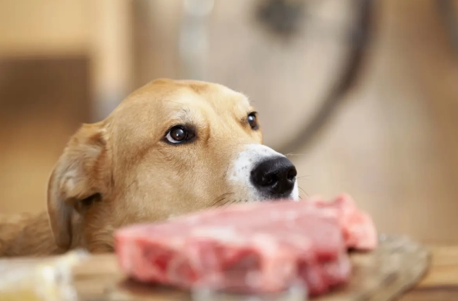 狗吃生肉 狗吃生肉