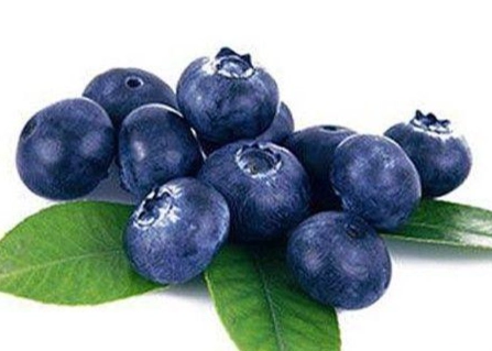 藍莓狗好處 藍莓狗好處