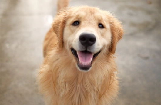 老年犬行為問題