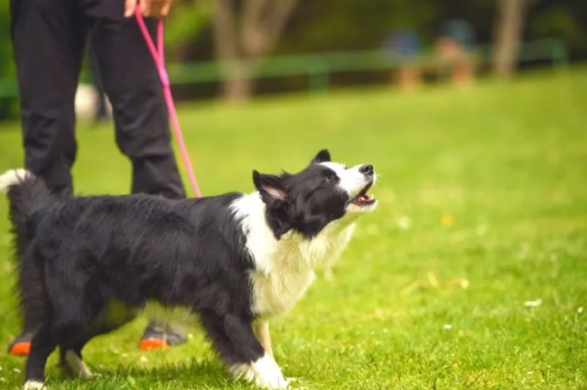 邊境牧羊犬飼養 邊境牧羊犬飼養