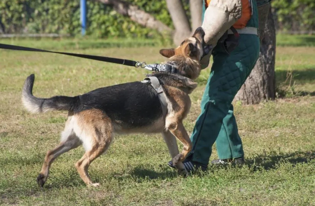 犬隻護衛訓練 犬隻護衛訓練