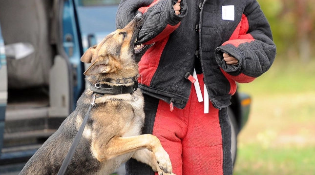 護衛犬品種 護衛犬品種