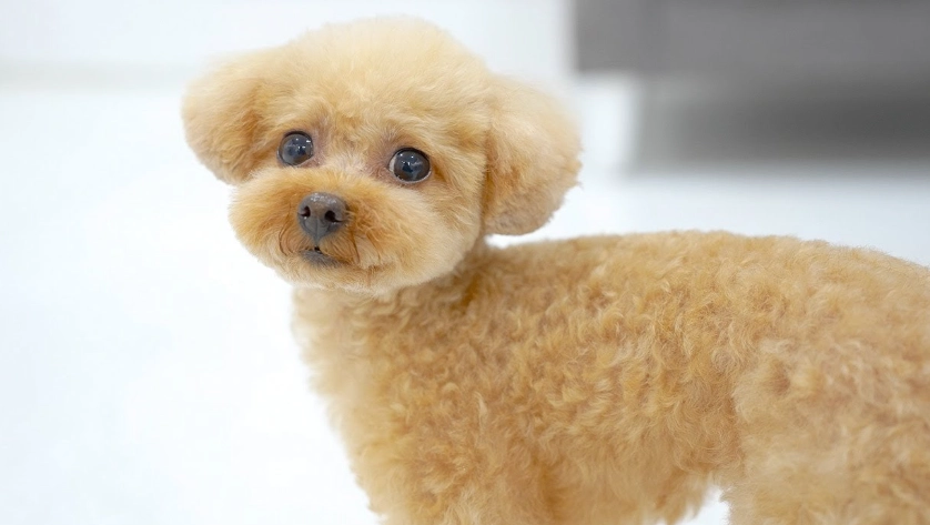 迷你貴賓犬壽命 迷你貴賓犬壽命