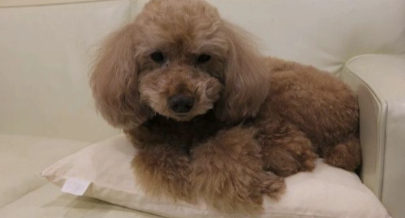 如何延長狗狗壽命 如何延長狗狗壽命