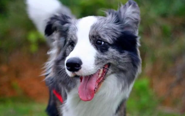 邊境牧羊犬智商 邊境牧羊犬智商