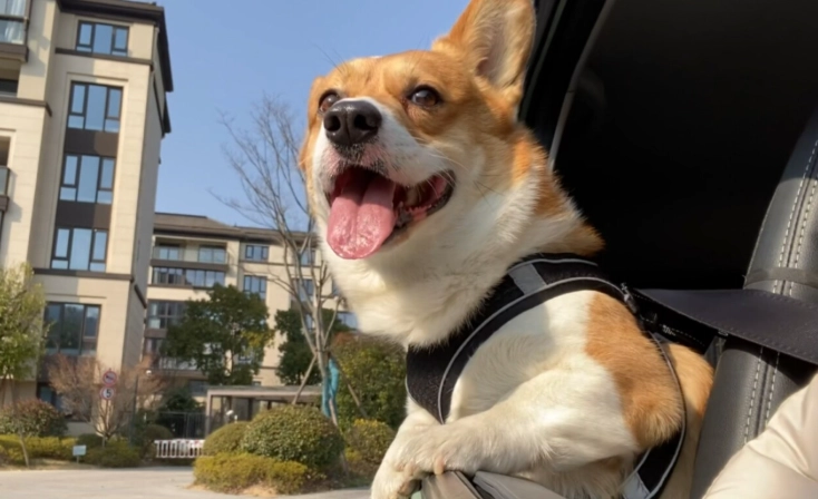 養狗每月開銷
