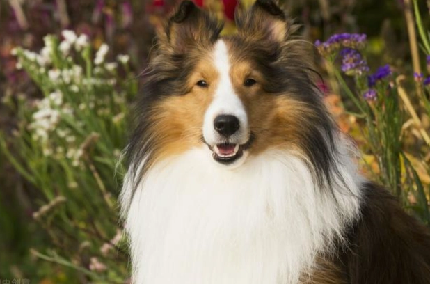 喜樂蒂牧羊犬香港價格 喜樂蒂牧羊犬香港價格