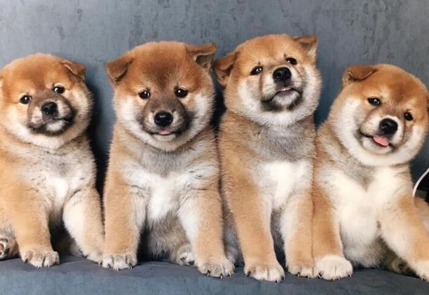 柴犬訓練方法 柴犬訓練方法