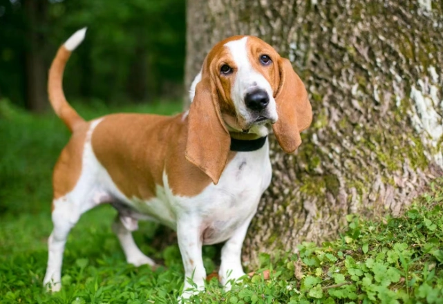 中型犬食量 中型犬食量