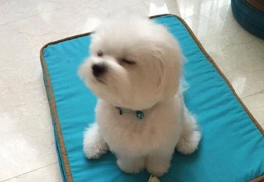 犬種智商比較 犬種智商比較