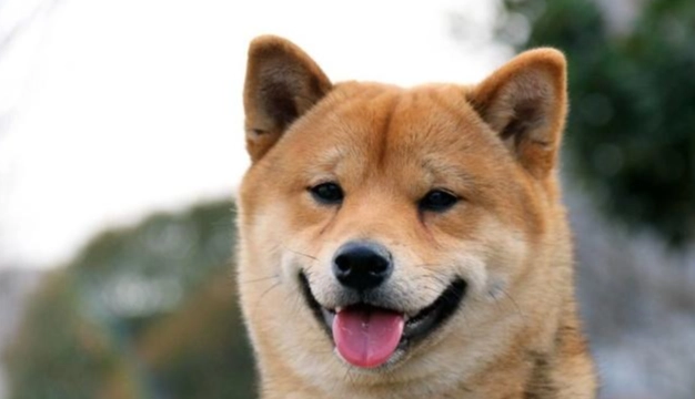狗狗精神不振症狀 狗狗精神不振症狀