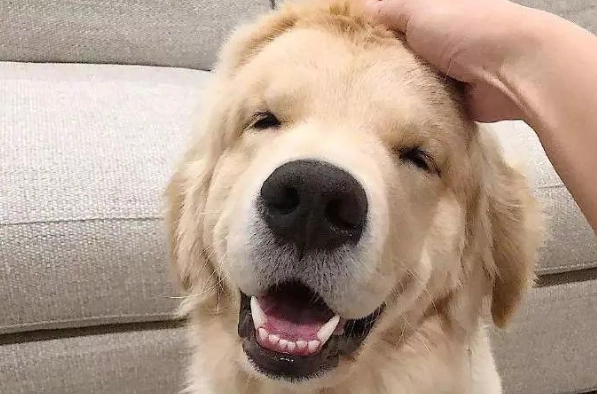 狗狗睡眠問題 狗狗睡眠問題