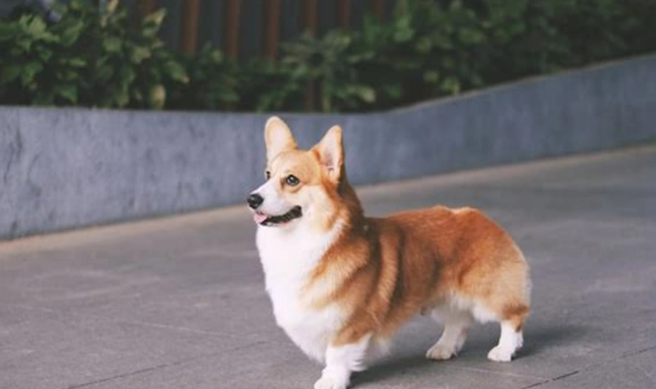 如何安撫臨終狗狗 如何安撫臨終狗狗