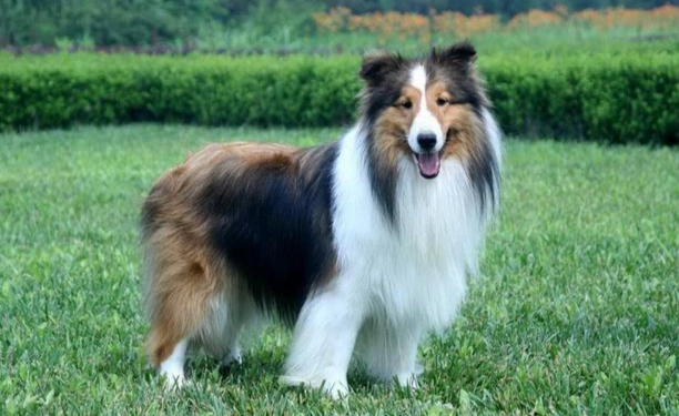 香港喜樂蒂牧羊犬飼養 香港喜樂蒂牧羊犬飼養