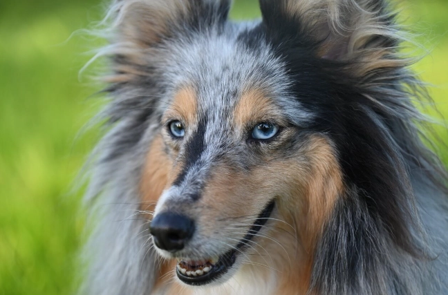 喜樂蒂牧羊犬優缺點 喜樂蒂牧羊犬優缺點