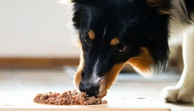 自製狗狗食物 自製狗狗食物