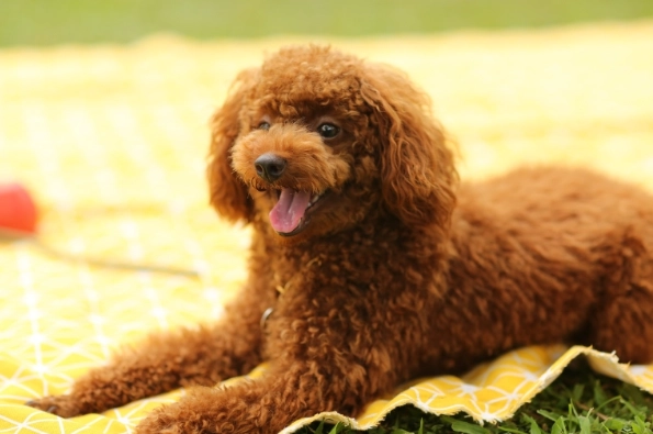 玩具貴賓犬照顧 玩具貴賓犬照顧