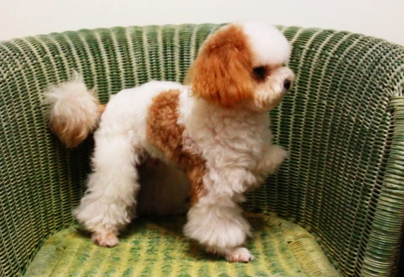 迷你貴賓犬尺寸 迷你貴賓犬尺寸