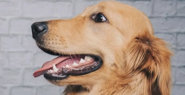 狗狗做夢哀嚎 狗狗做夢哀嚎