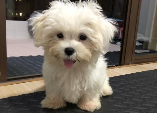 小型犬洗澡建議 小型犬洗澡建議