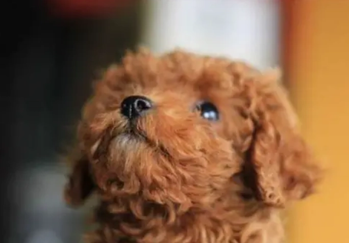 迷你貴賓犬壽命 迷你貴賓犬壽命