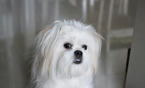 馬爾濟斯犬性格 馬爾濟斯犬性格