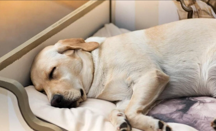狗狗睡眠行為 狗狗睡眠行為