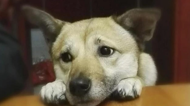 狗狗吠叫训练 狗狗吠叫训练