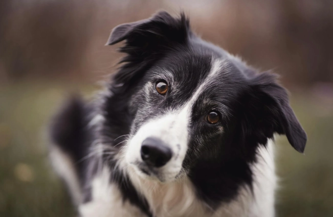 邊境牧羊犬智力年齡 邊境牧羊犬智力年齡