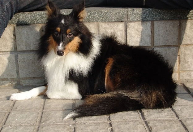 喜樂蒂牧羊犬香港價格 喜樂蒂牧羊犬香港價格