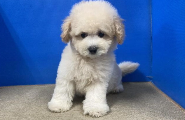 貴賓犬平均壽命 貴賓犬平均壽命