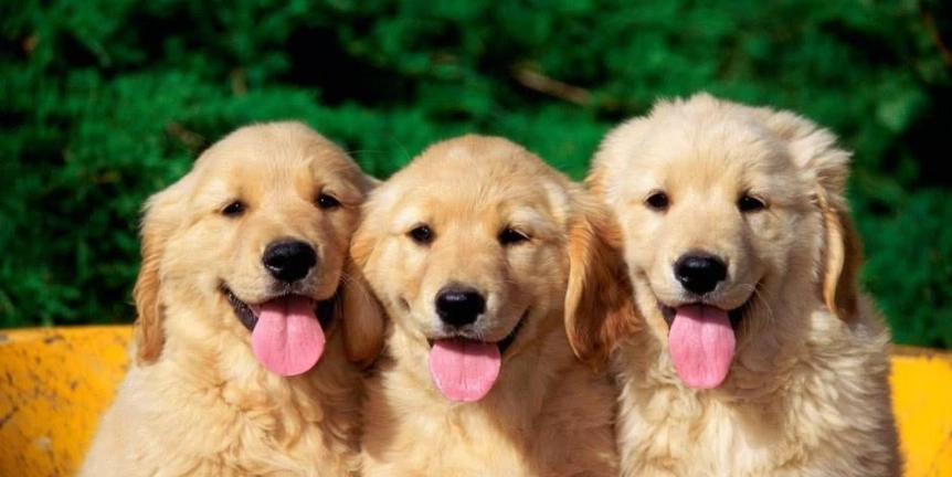 中型犬平均壽命 中型犬平均壽命