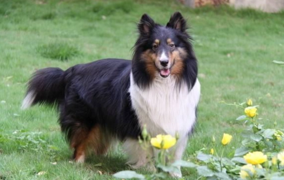 喜樂蒂牧羊犬飼養 喜樂蒂牧羊犬飼養