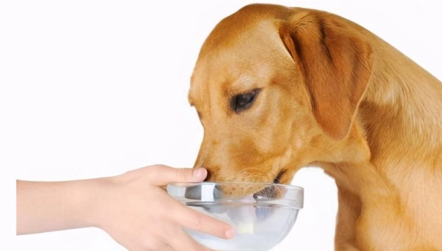 狗狗可以吃蝦子嗎 狗狗可以吃蝦子嗎