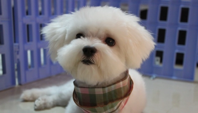 馬爾濟斯犬缺點 馬爾濟斯犬缺點
