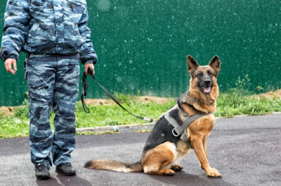 護衛犬品種 護衛犬品種