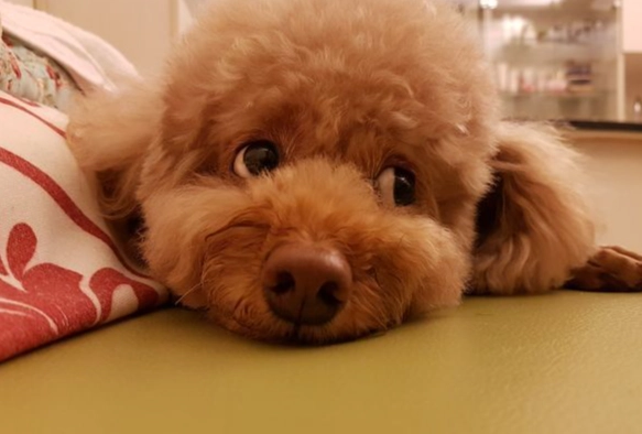 狗狗飲食禁忌 狗狗飲食禁忌