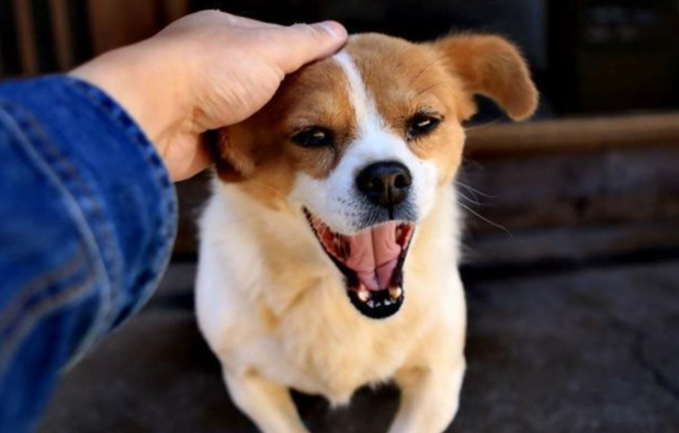 狗狗行為異常