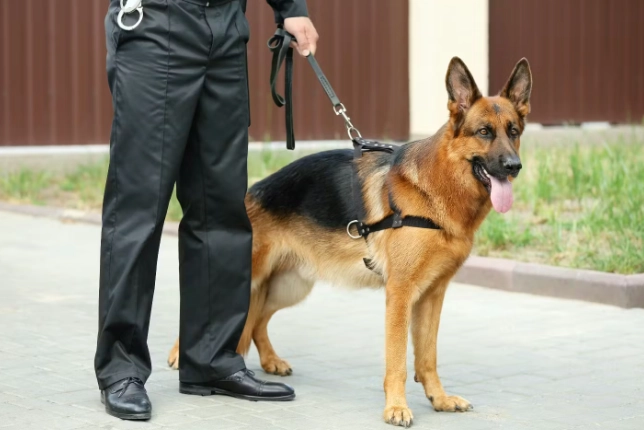 犬隻護衛訓練 犬隻護衛訓練