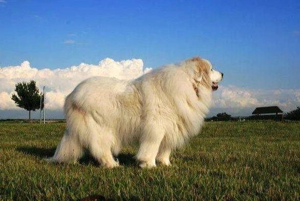 大型犬飼料品牌 大型犬飼料品牌