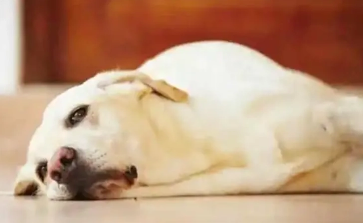 狗狗焦虑症状 狗狗焦虑症状