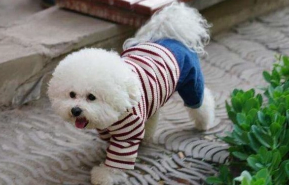貴賓犬體重標準 貴賓犬體重標準