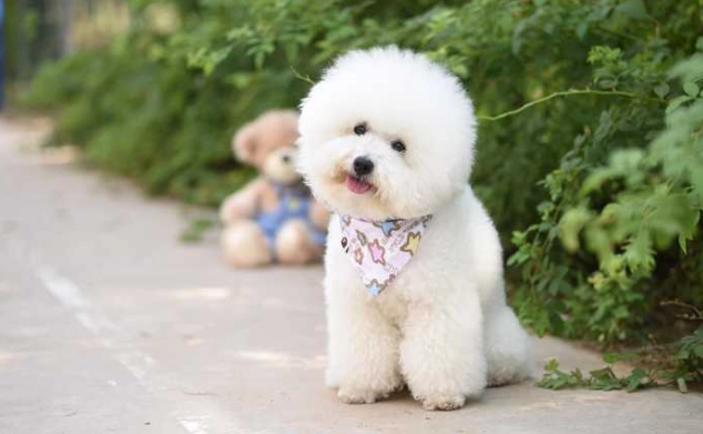 低過敏性犬種 低過敏性犬種
