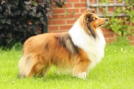 喜樂蒂牧羊犬飼養 喜樂蒂牧羊犬飼養