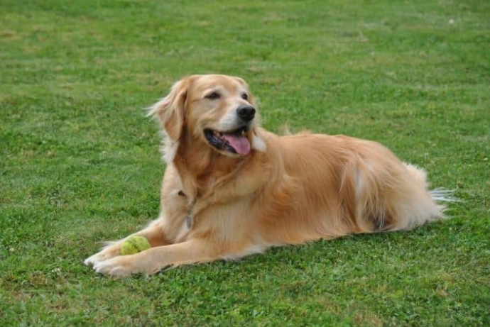 大型犬飼料比較 大型犬飼料比較