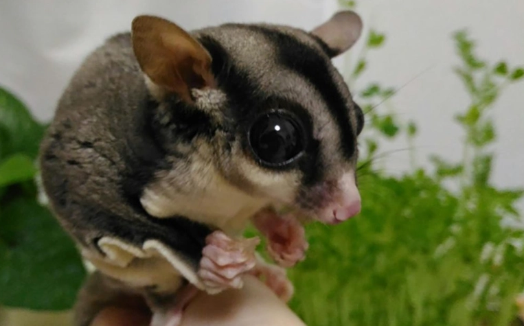 蜜袋鼯飼養注意事項 蜜袋鼯飼養注意事項